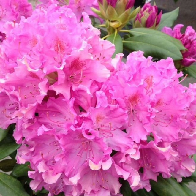 Różanecznik Roseum Elegans Rhododendron