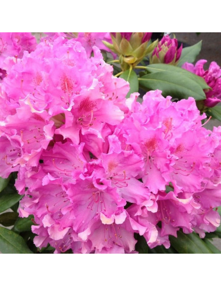 Różanecznik Roseum Elegans Rhododendron