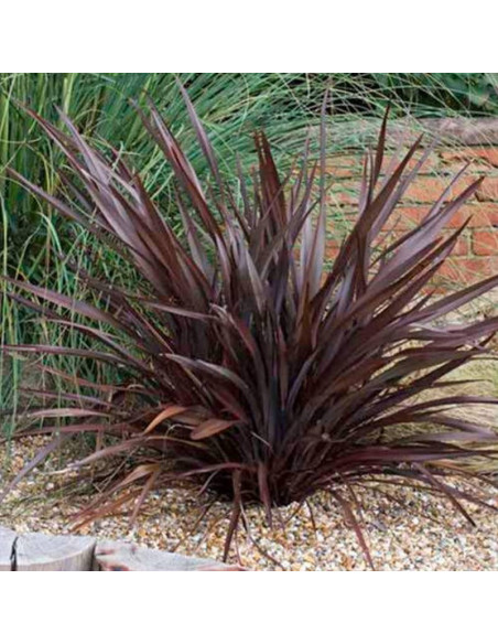 Uncinia Uncinia rubra czerwona