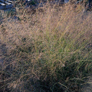 Sporobolus śmiałkowaty Delicatesse Sporobolus airoides