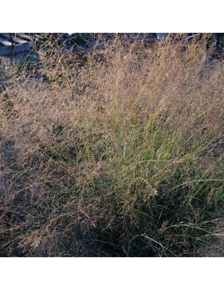 Sporobolus śmiałkowaty Delicatesse Sporobolus airoides