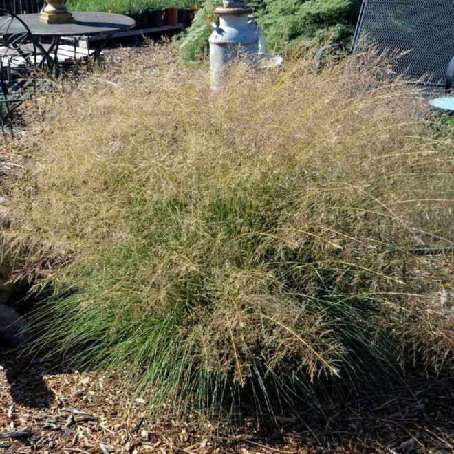 Delicatesse Sporobolus airoides Sporobolus śmiałkowaty