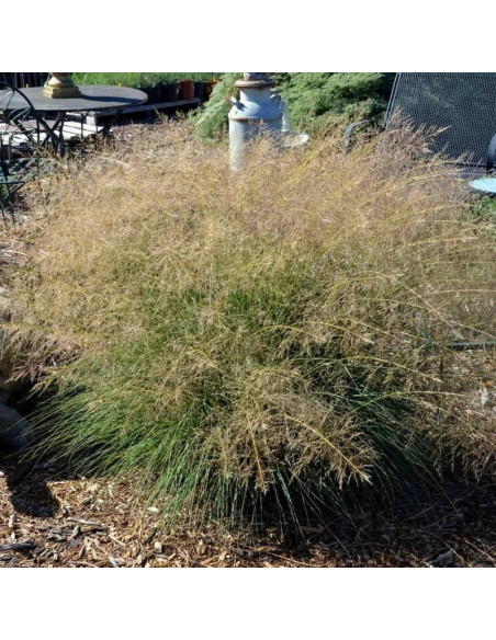 Delicatesse Sporobolus airoides Sporobolus śmiałkowaty