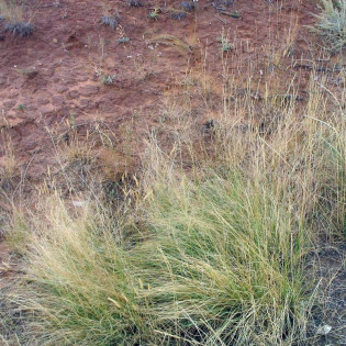 Sporobolus śmiałkowaty Sporobolus airoides