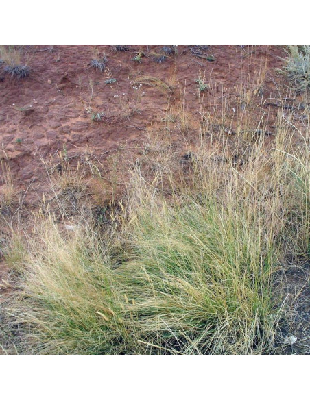 Sporobolus śmiałkowaty Sporobolus airoides