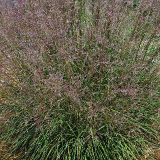 Sporobolus śmiałkowaty Sporobolus airoides 2