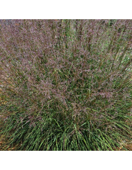 śmiałkowaty Sporobolus airoides Sporobolus