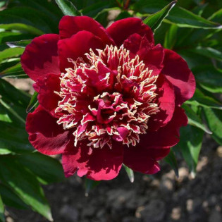 Charles Burgess Paeonia Piwonia