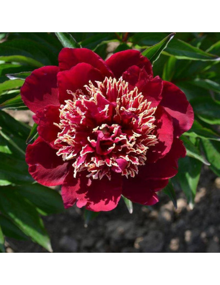 Charles Burgess Paeonia Piwonia