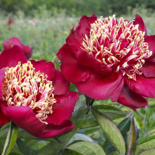 Charles Burgess Paeonia Piwonia 2