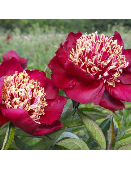 Piwonia Paeonia Charles Burgess