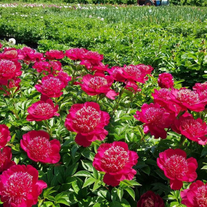 Paeonia Piwonia Charles Burgess