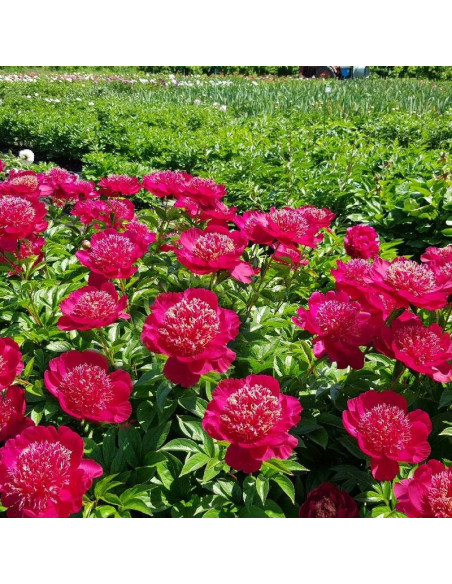 Paeonia Piwonia Charles Burgess