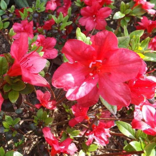 Azalia japońska Little Red Rhododendron obtusum