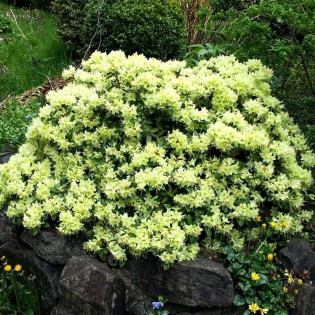 Różanecznik Shamrock Rhododendron Keiskei