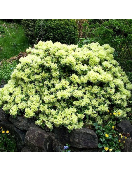 Różanecznik Shamrock Rhododendron Keiskei