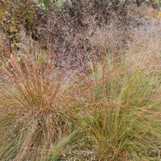 różnołuskowy Sporobolus heterolepis Sporobolus