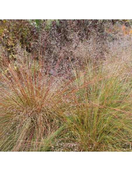 różnołuskowy Sporobolus heterolepis Sporobolus