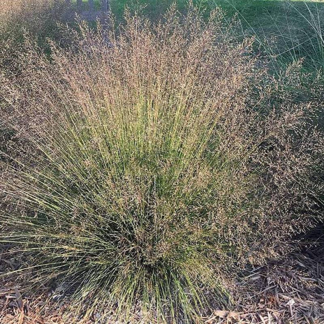 Sporobolus różnołuskowy Sporobolus heterolepis