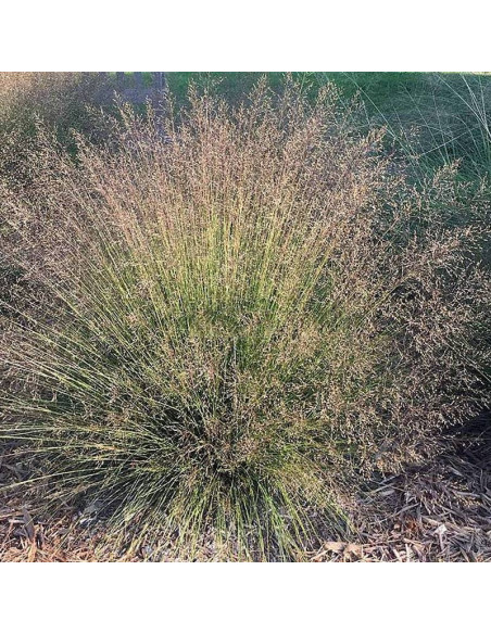 Sporobolus różnołuskowy Sporobolus heterolepis