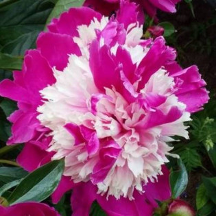 CELEBRITY Qi Hua Lu Shuang Paeonia Piwonia