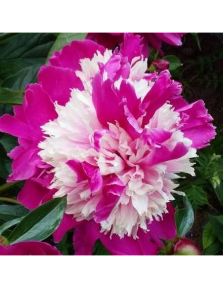 CELEBRITY Qi Hua Lu Shuang Paeonia Piwonia
