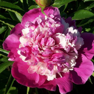 CELEBRITY Qi Hua Lu Shuang Paeonia Piwonia 2