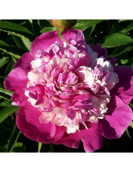 Piwonia CELEBRITY Qi Hua Lu Shuang Paeonia