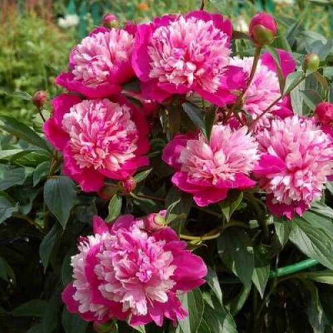 Piwonia Paeonia CELEBRITY Qi Hua Lu Shuang