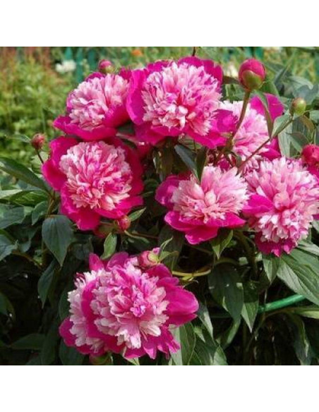 Piwonia Paeonia CELEBRITY Qi Hua Lu Shuang
