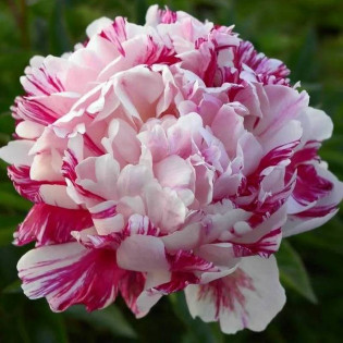 Piwonia Candy Stripe Paeonia