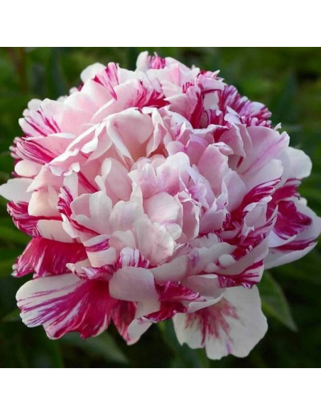 Piwonia Candy Stripe Paeonia