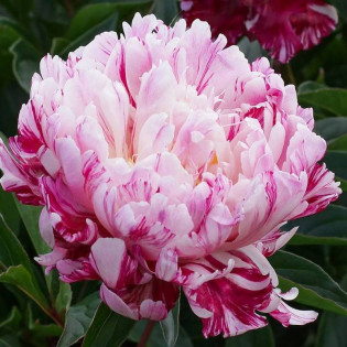 Piwonia Candy Stripe Paeonia 2