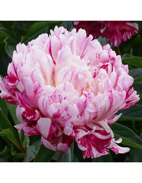 PiwoniaPaeonia Candy Stripe