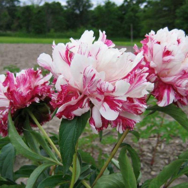 Candy Stripe Paeonia Piwonia
