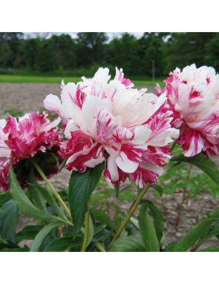 Candy Stripe Paeonia Piwonia
