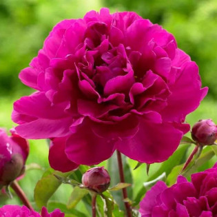 Bunker Hill Paeonia Piwonia