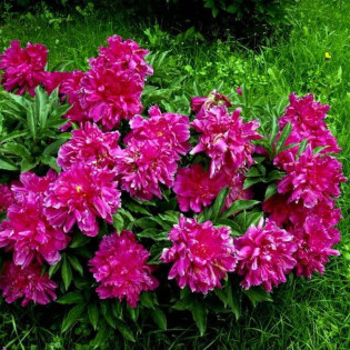 Bunker Hill Paeonia Piwonia 2