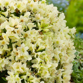 Różanecznik Shamrock Rhododendron Keiskei 2