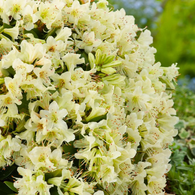 Rhododendron Keiskei Różanecznik Shamrock