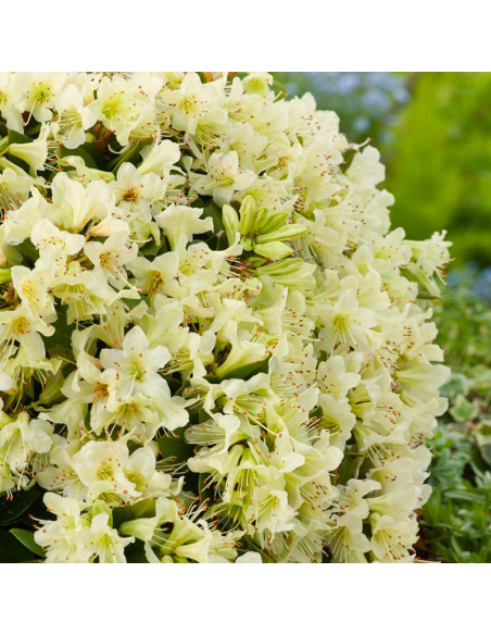 Rhododendron Keiskei Różanecznik Shamrock