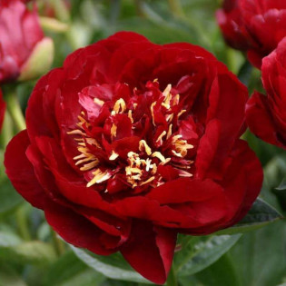 Buckeye Belle Paeonia Piwonia