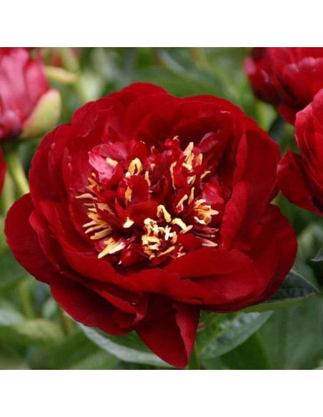 Buckeye Belle Paeonia Piwonia