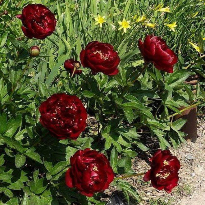 Piwonia Buckeye Belle Paeonia
