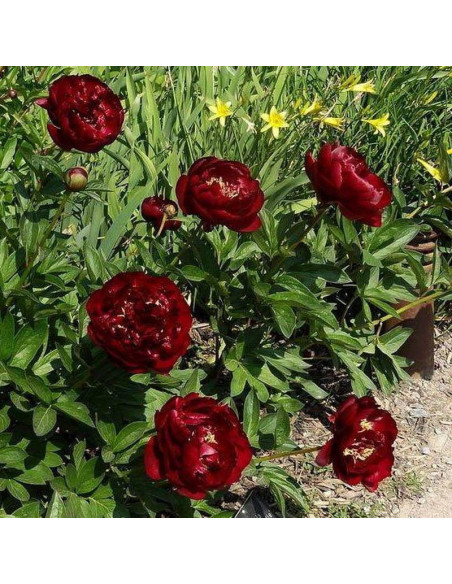 Piwonia Buckeye Belle Paeonia