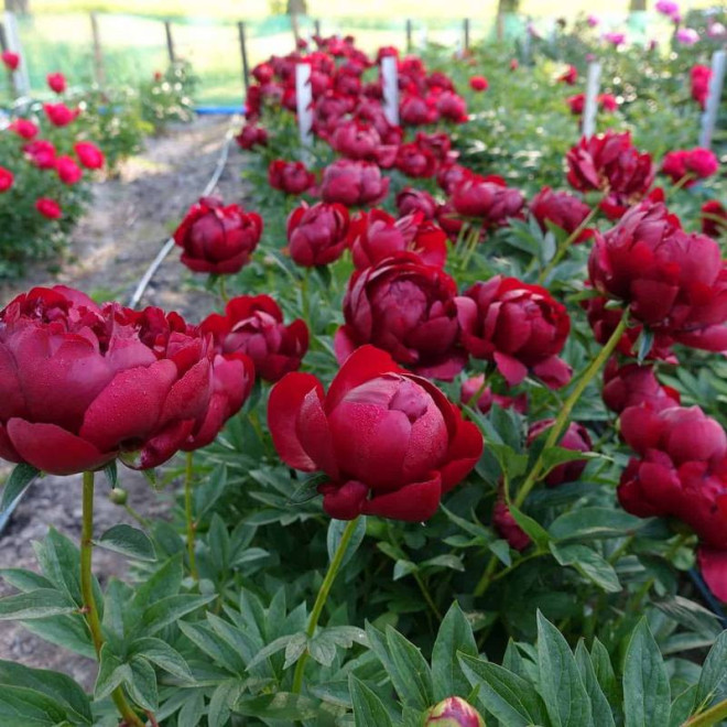 Piwonia Paeonia Buckeye Belle
