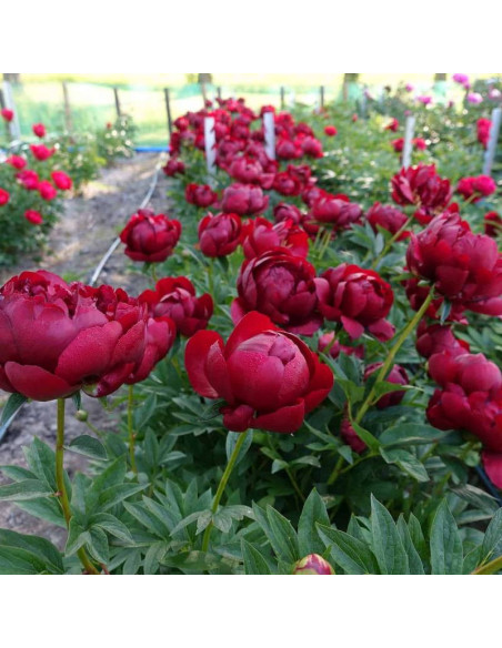 Piwonia Paeonia Buckeye Belle