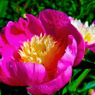 Piwonia BOWL OF LOVE Władysława Paeonia