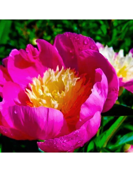 Piwonia BOWL OF LOVE Władysława Paeonia