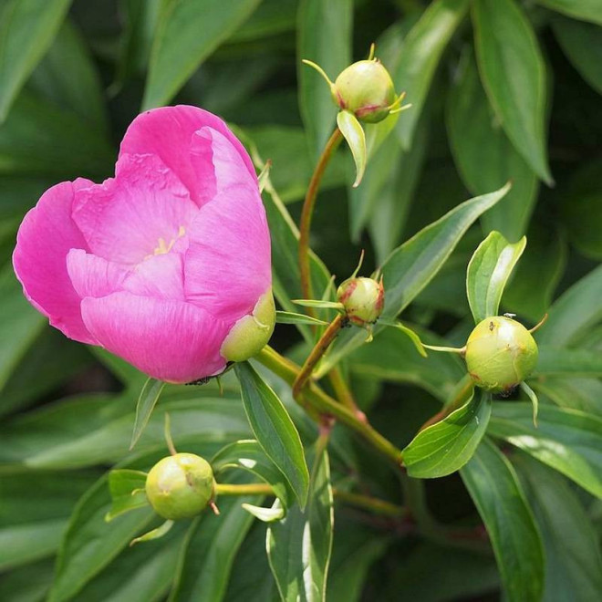 BOWL OF LOVE Władysława Paeonia Piwonia